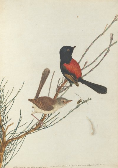 Scarlet and Black Warbler. Lewin, John. Birds of New South Wales with Their Natural History. Sydney by John William Lewin